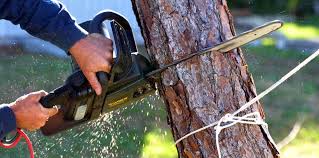 Best Tree Health Inspection  in Whitewater, CA